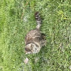 Подробнее об объявлении «Найдена кошка маклино/лесничество Малоярославец» Фото: найдена кошка  «Найдена кошка маклино/лесничество Малоярославец» в г. Малоярославец