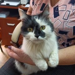 Подробнее об объявлении «Найдена кошка Нижний Новгород» Фото: найдена кошка  «Найдена кошка Нижний Новгород» в г. Нижний Новгород