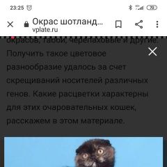Подробнее об объявлении «Найдена кошка Уфа» Фото: найдена кошка Британская короткошерстная кошка «Найдена кошка Уфа» в г. Уфа