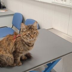 Подробнее об объявлении «Найдена кошка на красной шлейке Санкт-Петербург» Фото: найдена кошка  «Найдена кошка на красной шлейке Санкт-Петербург» в г. Санкт-Петербург