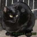 Подробнее об объявлении «Москва Найдена кошка домашняя чёрная кошечка в митино» Фото: найдена кошка  «Москва Найдена кошка домашняя чёрная кошечка в...» в г. Москва