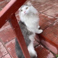 Подробнее об объявлении «Найдена кошка бело-серая, пушистая Реутов» Фото: найдена кошка  «Найдена кошка бело-серая, пушистая Реутов» в г. Реутов