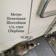 Подробнее об объявлении «Москва Найдена кошка кошечка» Фото: найдена кошка  «Москва Найдена кошка кошечка» в г. Москва