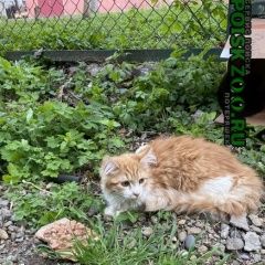 Подробнее об объявлении «Краснодар Найден кот» Фото: найдена кошка  «Краснодар Найден кот» в г. Краснодар