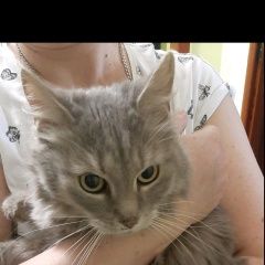 Подробнее об объявлении «Найдена кошка Санкт-Петербург» Фото: найдена кошка  «Найдена кошка Санкт-Петербург» в г. Санкт-Петербург