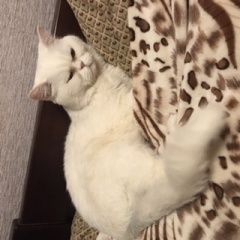 Подробнее об объявлении «Найден кот порода экзот Балашиха» Фото: найдена кошка Экзотическая короткошерстная «Найден кот порода экзот Балашиха» в г. Балашиха