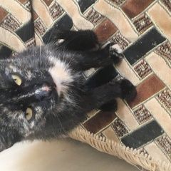 Подробнее об объявлении «Найдена кошка Санкт-Петербург» Фото: найдена кошка  «Найдена кошка Санкт-Петербург» в г. Санкт-Петербург