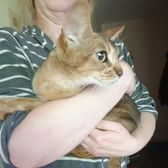 Подробнее об объявлении «Найдена кошка Щелково» Фото: найдена кошка Абиссинская кошка «Найдена кошка Щелково» в г. Щелково