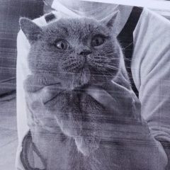 Подробнее об объявлении «Москва Найдена кошка» Фото: найдена кошка Британская короткошерстная кошка «Москва Найдена кошка» в г. Москва