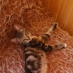 Подробнее об объявлении «Дорохово Найден котёнок бенгальской расцветки» Фото: найдена кошка  «Дорохово Найден котёнок бенгальской расцветки» в г. Дорохово