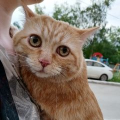 Подробнее об объявлении «Пермь Найден кот рыжий кот» Фото: найдена кошка  «Пермь Найден кот рыжий кот» в г. Пермь