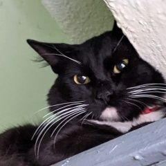 Подробнее об объявлении «Мытищи Найдена кошка кот ищем старых или новых хозяев» Фото: найдена кошка  «Мытищи Найдена кошка кот ищем старых или новых...» в г. Мытищи