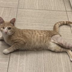 Подробнее об объявлении «Одинцово Найден кот в» Фото: найдена кошка  «Одинцово Найден кот в» в г. Одинцово