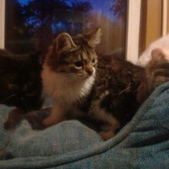 Подробнее об объявлении «Найдена кошка Подольск» Фото: найдена кошка  «Найдена кошка Подольск» в г. Подольск