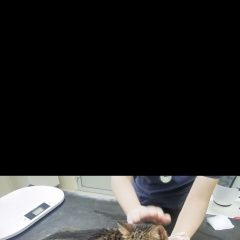 Подробнее об объявлении «Найден кот в пуршево Балашиха» Фото: найдена кошка  «Найден кот в пуршево Балашиха» в г. Балашиха