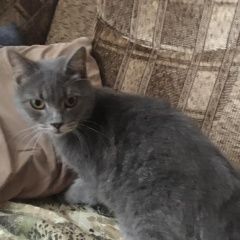 Подробнее об объявлении «Орел Найдена кошка» Фото: найдена кошка  «Орел Найдена кошка» в г. Орел