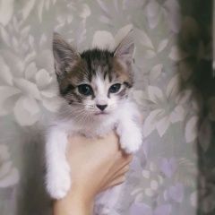 Подробнее об объявлении «Краснодар Найдена кошка котята» Фото: найдена кошка  «Краснодар Найдена кошка котята» в г. Краснодар