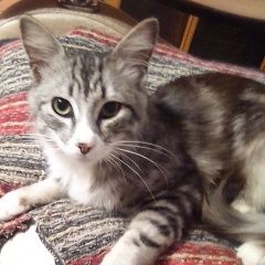 Подробнее об объявлении «Севастополь Найден кот молодой кот» Фото: найдена кошка  «Севастополь Найден кот молодой кот» в г. Севастополь