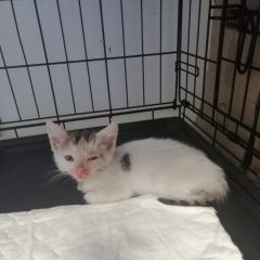 Подробнее об объявлении «Москва Найдена кошка в районе строгино котенок, мск» Фото: найдена кошка  «Москва Найдена кошка в районе строгино котенок,...» в г. Москва