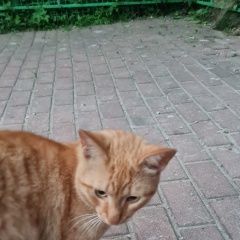 Подробнее об объявлении «Мытищи Найден кот рыжий» Фото: найдена кошка  «Мытищи Найден кот рыжий» в г. Мытищи