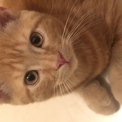 Подробнее об объявлении «Найдена кошка Королев» Фото: найдена кошка  «Найдена кошка Королев» в г. Королев