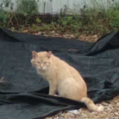 Подробнее об объявлении «Найден кот в районе село храброво Дмитров» Фото: найдена кошка  «Найден кот в районе село храброво Дмитров» в г. Дмитров