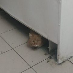 Подробнее об объявлении «Москва Найдена кошка рыжий кот / кошка» Фото: найдена кошка  «Москва Найдена кошка рыжий кот / кошка» в г. Москва