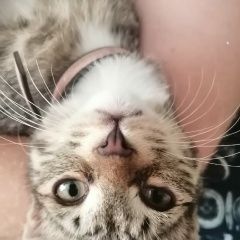 Подробнее об объявлении «Найден котёнок, примерно 3-4 месяца Зеленоград» Фото: найдена кошка  «Найден котёнок, примерно 3-4 месяца Зеленоград» в г. Зеленоград