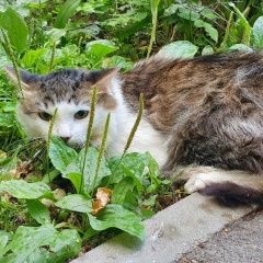 Подробнее об объявлении «Найден кот Королев» Фото: найдена кошка  «Найден кот Королев» в г. Королев