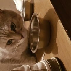 Подробнее об объявлении «Найден кот окрас вискас Волгоград» Фото: найдена кошка  «Найден кот окрас вискас Волгоград» в г. Волгоград