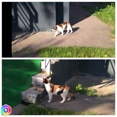 Подробнее об объявлении «Москва Найдена кошка чья потеряшка?» Фото: найдена кошка  «Москва Найдена кошка чья потеряшка?» в г. Москва