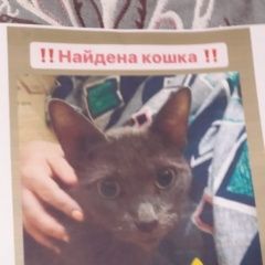 Подробнее об объявлении «Москва Найдена кошка героев панфиловцев 23 к.1» Фото: найдена кошка  «Москва Найдена кошка героев панфиловцев 23 к.1» в г. Москва