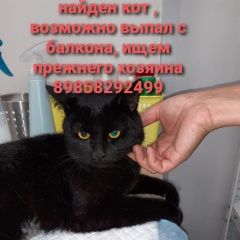 Подробнее об объявлении «Мытищи Найден кот молодой кот» Фото: найдена кошка  «Мытищи Найден кот молодой кот» в г. Мытищи