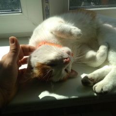 Подробнее об объявлении «Найдена кошка Санкт-Петербург» Фото: найдена кошка  «Найдена кошка Санкт-Петербург» в г. Санкт-Петербург