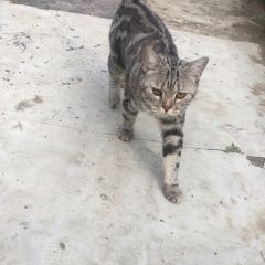 Подробнее об объявлении «Астрахань Найден кот шотландец» Фото: найдена кошка  «Астрахань Найден кот шотландец» в г. Астрахань