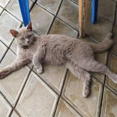 Подробнее об объявлении «Найдена кошка породистая с ошейником Ейск» Фото: найдена кошка  «Найдена кошка породистая с ошейником Ейск» в г. Ейск