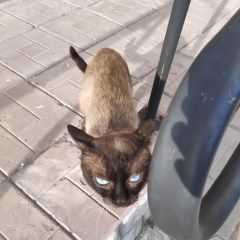Подробнее об объявлении «Саратов Найден кот сиамский красавец» Фото: найдена кошка Сиамская кошка «Саратов Найден кот сиамский красавец» в г. Саратов
