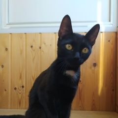 Подробнее об объявлении «Новосибирск Найдена кошка домашняя, черная, на груди белое пятно» Фото: найдена кошка  «Новосибирск Найдена кошка домашняя, черная, на...» в г. Новосибирск