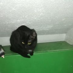 Подробнее об объявлении «Мытищи Найдена кошка (а) кот/кошка» Фото: найдена кошка  «Мытищи Найдена кошка (а) кот/кошка» в г. Мытищи