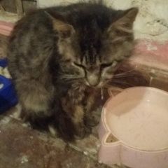 Подробнее об объявлении «Астрахань Найден кот полосатый кот» Фото: найдена кошка  «Астрахань Найден кот полосатый кот» в г. Астрахань