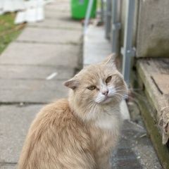 Подробнее об объявлении «Найден кот Солнечногорск» Фото: найдена кошка  «Найден кот Солнечногорск» в г. Солнечногорск