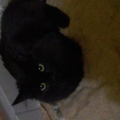 Подробнее об объявлении «Санкт-Петербург Найдена кошка котенок девочка» Фото: найдена кошка  «Санкт-Петербург Найдена кошка котенок девочка» в г. Санкт-Петербург