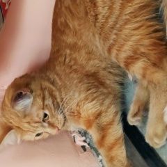 Подробнее об объявлении «Екатеринбург Найдена кошка» Фото: найдена кошка  «Екатеринбург Найдена кошка» в г. Екатеринбург