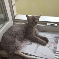 Подробнее об объявлении «Найдена кошка Купавна» Фото: найдена кошка  «Найдена кошка Купавна» в г. Купавна