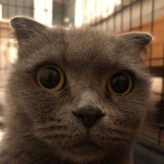 Подробнее об объявлении «Москва Найдена кошка» Фото: найдена кошка Скоттиш фолд (шотландская вислоухая) «Москва Найдена кошка» в г. Москва