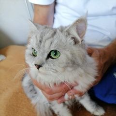Подробнее об объявлении «Москва Найдена кошка» Фото: найдена кошка Сибирская кошка «Москва Найдена кошка» в г. Москва