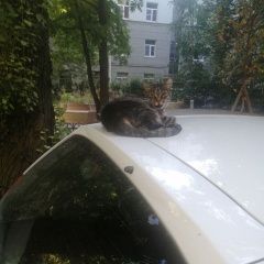 Подробнее об объявлении «Санкт-Петербург Найдена кошка» Фото: найдена кошка  «Санкт-Петербург Найдена кошка» в г. Санкт-Петербург