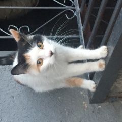 Подробнее об объявлении «Витебск Найдена кошка» Фото: найдена кошка  «Витебск Найдена кошка» в г. Витебск