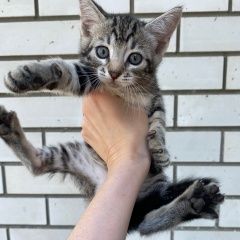 Подробнее об объявлении «Краснодар Найден кот-малыш» Фото: найдена кошка  «Краснодар Найден кот-малыш» в г. Краснодар