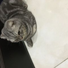 Подробнее об объявлении «Найдена кошка ( кот ) вислоухая серо- тигровая Подольск» Фото: найдена кошка  «Найдена кошка ( кот ) вислоухая серо- тигровая...» в г. Подольск